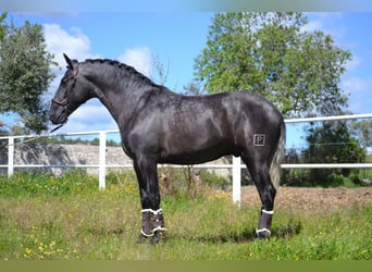PRE, Hengst, 3 Jaar, 167 cm, Schimmel