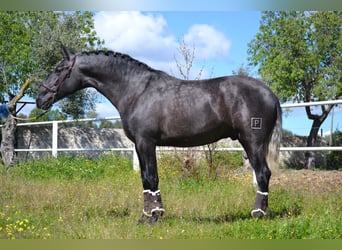 PRE, Hengst, 3 Jaar, 167 cm, Schimmel