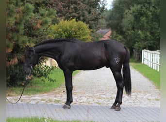 PRE, Hengst, 3 Jaar, 167 cm, Zwart