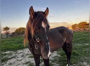 PRE, Hengst, 3 Jaar, 167 cm, Zwartbruin