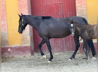 PRE, Hengst, 3 Jaar, 167 cm, Zwartbruin