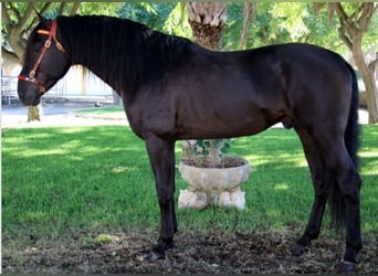 PRE, Hengst, 3 Jaar, 167 cm, Zwartbruin