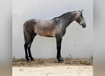 PRE Mix, Hengst, 3 Jaar, 168 cm, Appelschimmel