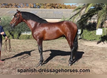 PRE Mix, Hengst, 3 Jaar, 168 cm, Brauner