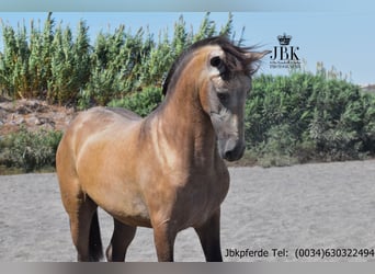 PRE, Hengst, 3 Jaar, 168 cm, Falbe