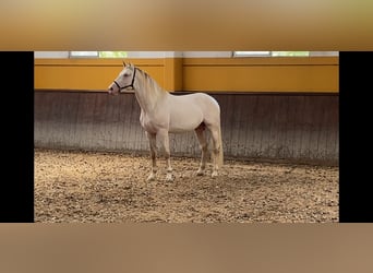 PRE, Hengst, 3 Jaar, 168 cm, Perlino