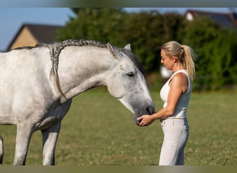 PRE, Hengst, 3 Jaar, 168 cm, Schimmel