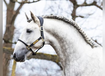 PRE Mix, Hengst, 3 Jaar, 168 cm, Schimmel