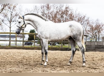 PRE Mix, Hengst, 3 Jaar, 168 cm, Schimmel