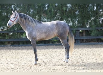 PRE Mix, Hengst, 3 Jaar, 168 cm, Schimmel