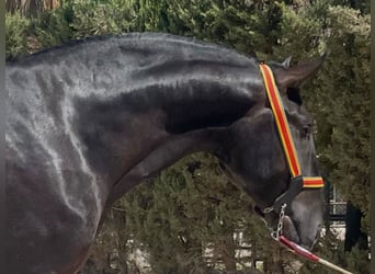 PRE Mix, Hengst, 3 Jaar, 168 cm, Zwart