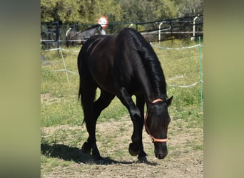 PRE, Hengst, 3 Jaar, 168 cm, Zwart
