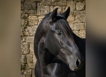 PRE, Hengst, 3 Jaar, 168 cm, Zwart