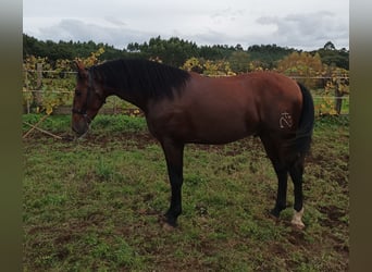 PRE, Hengst, 3 Jaar, 169 cm, Bruin