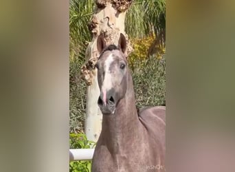 PRE Mix, Hengst, 3 Jaar, 170 cm, Brown Falb schimmel