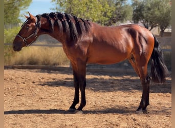 PRE, Hengst, 3 Jaar, 170 cm, Bruin