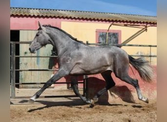 PRE Mix, Hengst, 3 Jaar, 170 cm, Schimmel