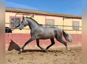 PRE Mix, Hengst, 3 Jaar, 170 cm, Schimmel