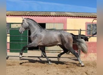 PRE Mix, Hengst, 3 Jaar, 170 cm, Schimmel