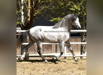 PRE Mix, Hengst, 3 Jaar, 170 cm, Schimmel