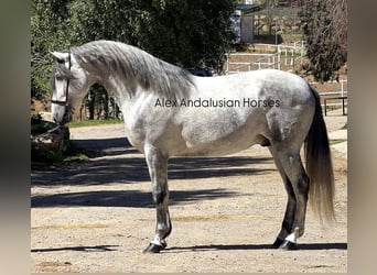 PRE Mix, Hengst, 3 Jaar, 170 cm, Schimmel