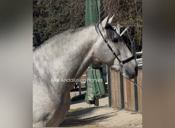 PRE Mix, Hengst, 3 Jaar, 170 cm, Schimmel