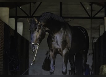 PRE Mix, Hengst, 3 Jaar, 170 cm, Zwart