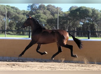 PRE Mix, Hengst, 3 Jaar, 173 cm, Roodbruin