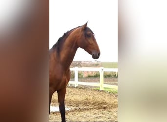 PRE Mix, Hengst, 3 Jaar, 175 cm, Bruin