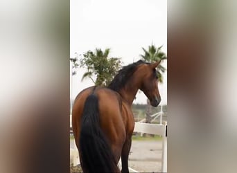 PRE Mix, Hengst, 3 Jaar, 175 cm, Bruin