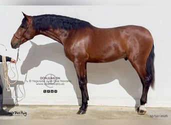 PRE Mix, Hengst, 3 Jaar, 175 cm, Bruin