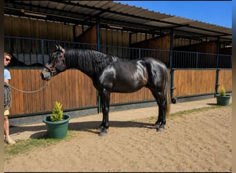 PRE, Hengst, 3 Jaar, 175 cm, Schimmel