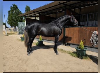PRE, Hengst, 3 Jaar, 175 cm, Schimmel