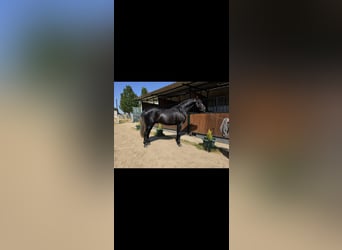 PRE, Hengst, 3 Jaar, 175 cm, Schimmel