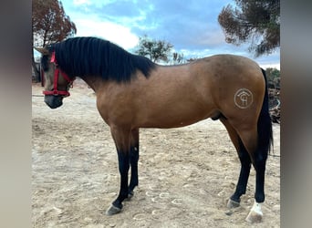 PRE, Hengst, 3 Jaar, Buckskin