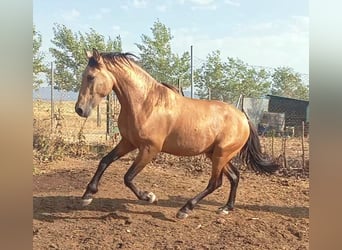 PRE, Hengst, 3 Jaar, Falbe