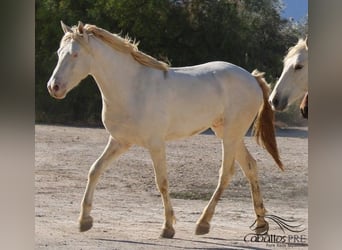 PRE, Hengst, 3 Jaar, Perlino