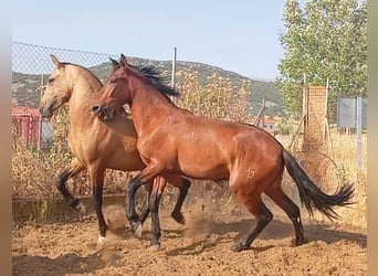 PRE, Hengst, 3 Jaar, Roodbruin