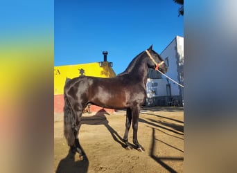 PRE Mix, Hengst, 3 Jaar, Zwart