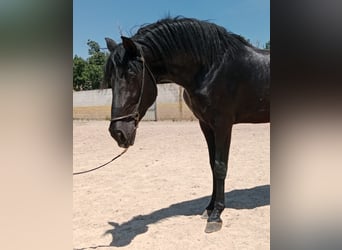 PRE Mix, Hengst, 3 Jaar, Zwart
