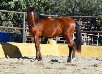 PRE Mix, Hengst, 3 Jahre, 148 cm, Brauner