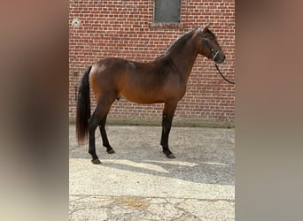 PRE Mix, Hengst, 3 Jahre, 150 cm, Brauner