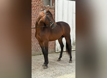 PRE Mix, Hengst, 3 Jahre, 150 cm, Brauner