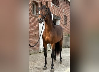PRE Mix, Hengst, 3 Jahre, 150 cm, Brauner