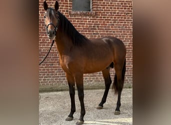 PRE Mix, Hengst, 3 Jahre, 150 cm, Brauner