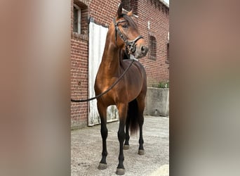 PRE Mix, Hengst, 3 Jahre, 150 cm, Brauner