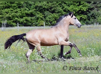 PRE Mix, Hengst, 3 Jahre, 151 cm, Buckskin