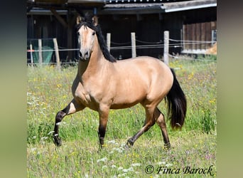PRE Mix, Hengst, 3 Jahre, 151 cm, Buckskin