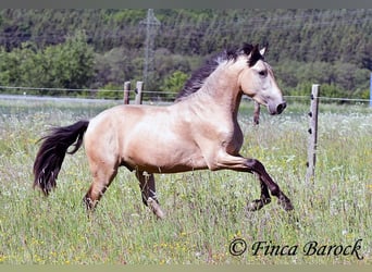 PRE Mix, Hengst, 3 Jahre, 151 cm, Buckskin