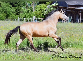 PRE Mix, Hengst, 3 Jahre, 151 cm, Buckskin